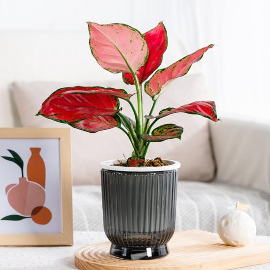Self Watering Plant Pot Plastic Flower Pot with Water Reservoir Wick Ropes Modern Indoor Planter for Home Office