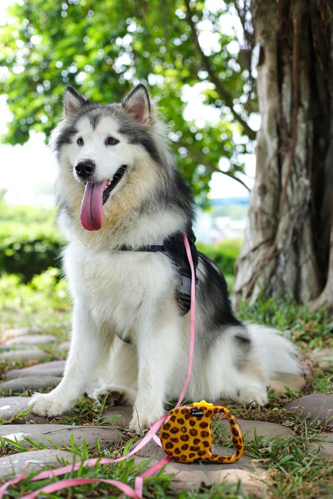 ROOKCRAN Dogness Retractable Dog Leash, Modern Medium, Leopard Print, Suitable for Small, Medium, and Large Dogs, Stylish and Safe for Pets, 106467