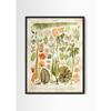 Vintage Antique Book Wall Art Plant Illustration Medicinal Herb Fruit Seaweed Tree Mushroom Canvas Painting Home Decor Gift