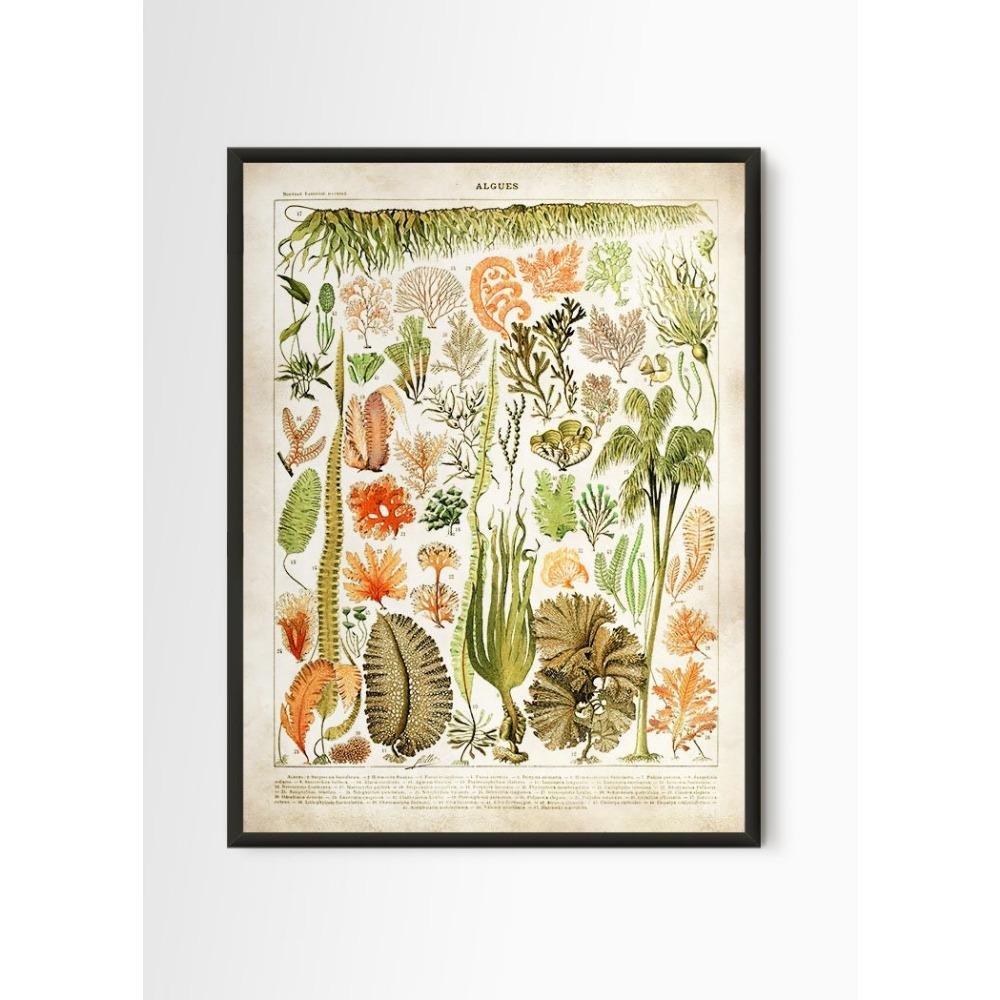 Vintage Antique Book Wall Art Plant Illustration Medicinal Herb Fruit Seaweed Tree Mushroom Canvas Painting Home Decor Gift