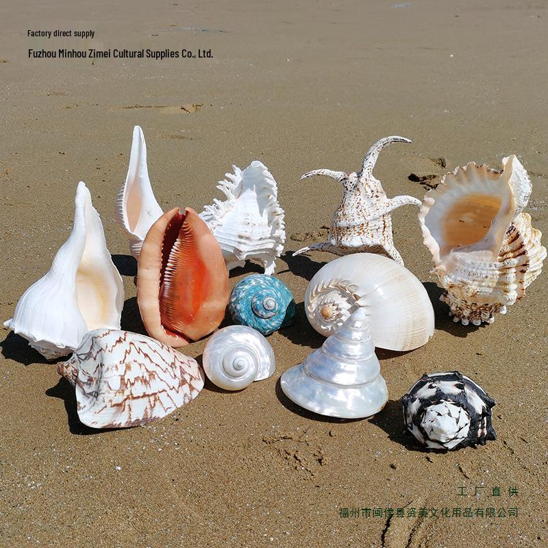 Large Conch Seashell Ornament for Wall Decor, Aquarium Aquascaping, and Sea Sound Collection