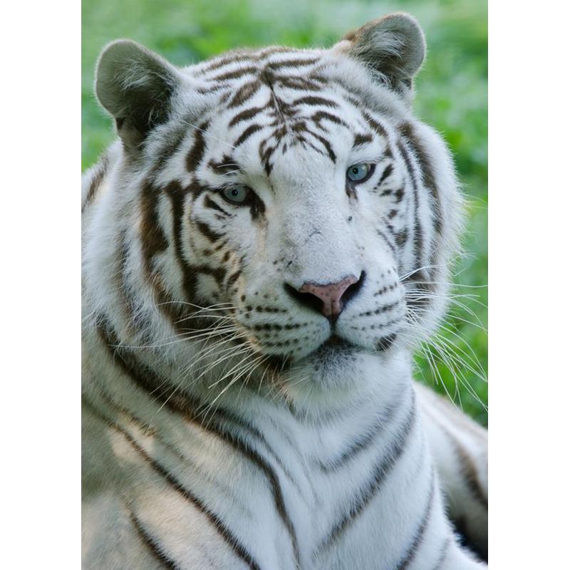 5D DIY Diamond Painting Animal Rhinestone Tiger Diamond Embroidery Wall Art Picture Mosaic Home Decoration Handmade Gift Kit