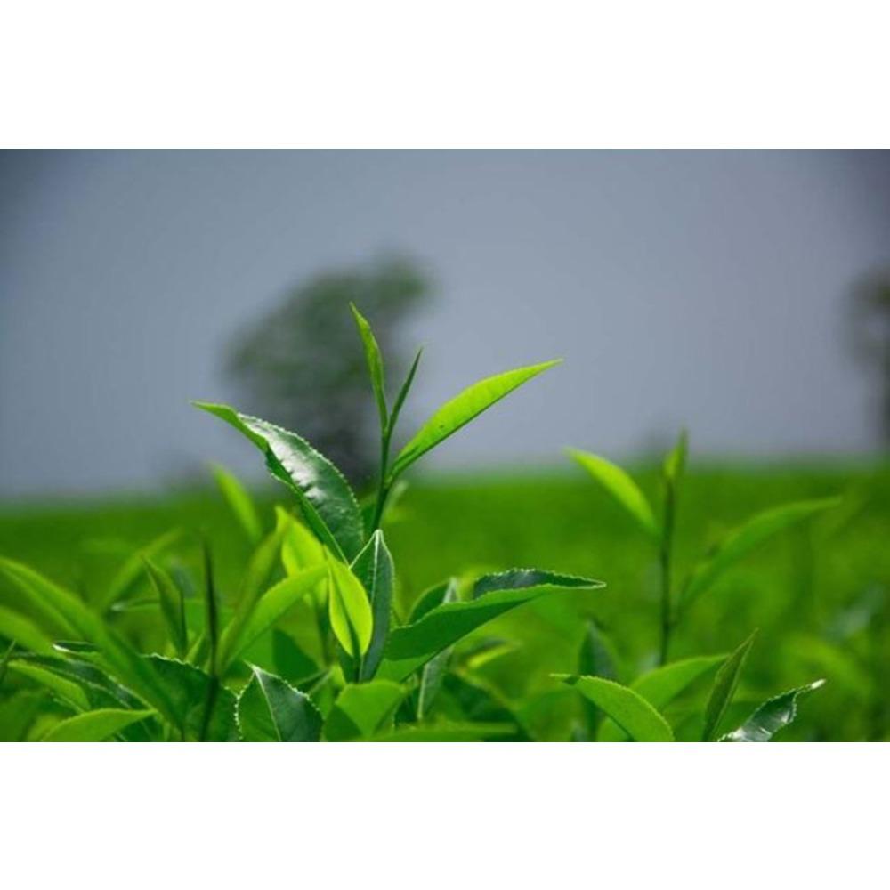 Jinhua Fu Brick Tea Dark Tea Antifatigue Hunan 338g China