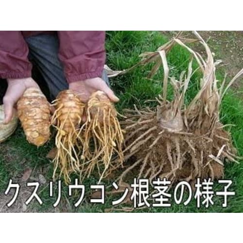 Yakushima Turmeric Powder 100g - 100% pure turmeric powder grown without pesticides or chemical fertilizers