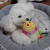 HAUSTIERBEDARF Hundespielzeug Raupe Baby Ring [PLATZ & FUN]
