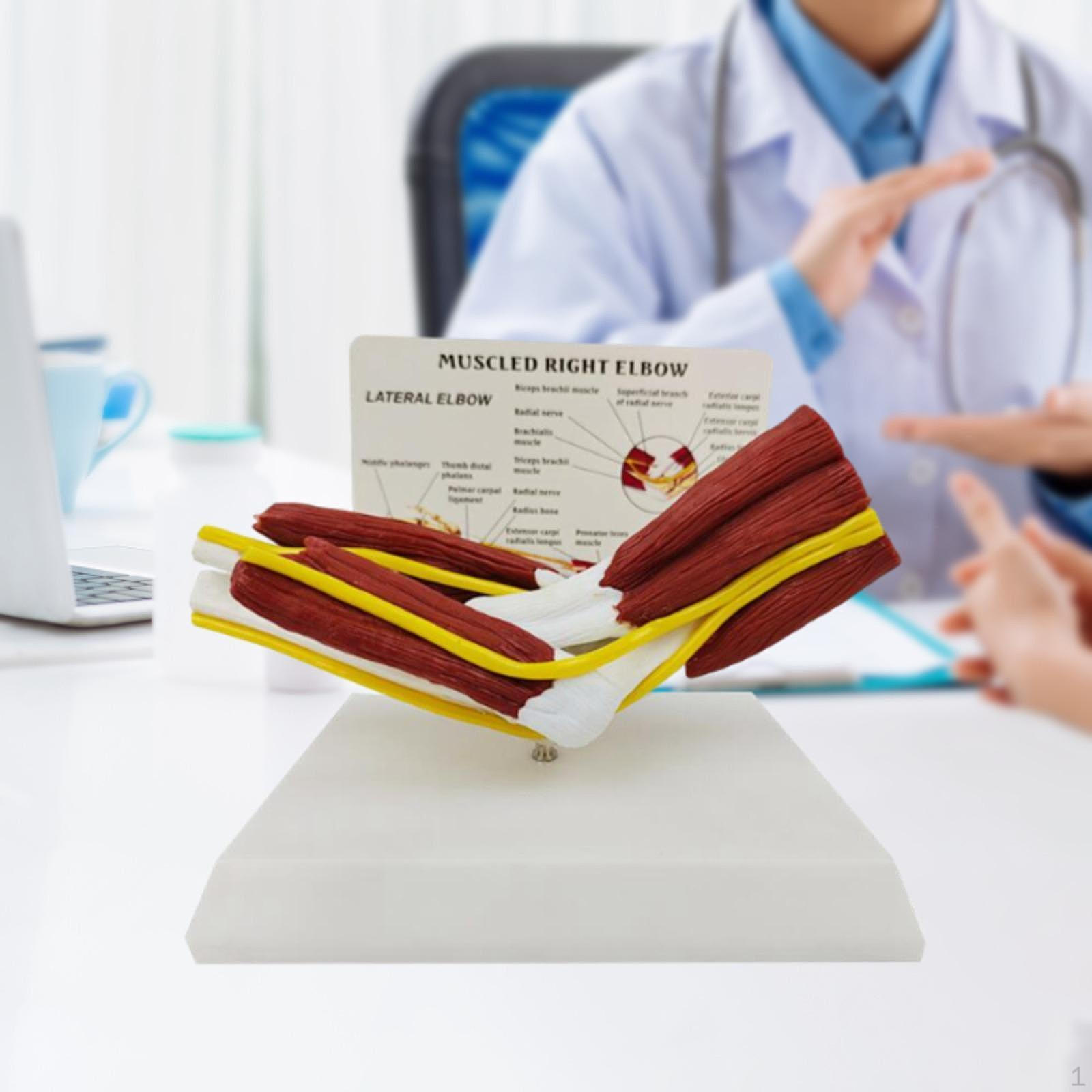 

Модель человеческого сустава отображает обучающий инструмент движения со связками и мышцами Elbow