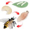 Butterfly Growth Cycle Action Figures Growth Cycle Model Life Cycle Figurine Simulation Animals