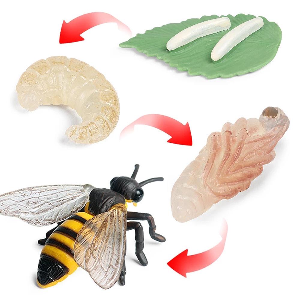 Butterfly Growth Cycle Action Figures Growth Cycle Model Life Cycle Figurine Simulation Animals