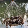 Automatic Steel Wire Crab Net: Crab Cage and Ring for Efficient Capture of Hairy Crabs