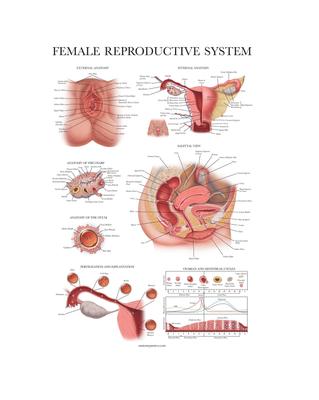 Palace Learning Laminovaný anatomický diagram ženského reprodukčního systému - Plakát ženské anatomie - 45,7 cm x 61,0 cm