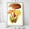 Vintage Mushroom Specimen Canvas Painting Antique Wall Art Herbal Pictures Science Posters and Prints Home Office Decor Cuadros