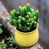 Ten Thousand Layer Mountain Money-Attracting Succulent Cactus Tree for Indoor and Office Decor