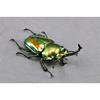 BACALYSO | Nirvana Rainbow Stag Beetle Figure, Lucanidae, 7.3cm, Includes Box, Refrigerator Attachment, Magnetic Ornament, Realistic Adult, Illustrate