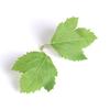 Green Plant Leaf Wedding Wrist Corsage & Hat Decoration