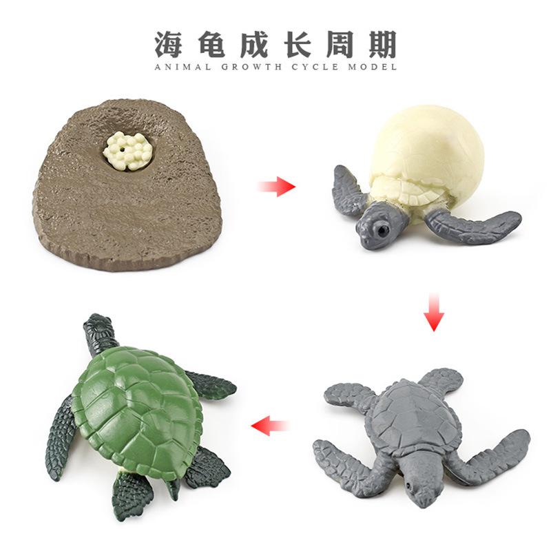 Life Cycle Board Montessori Kit Biology Science Education Toys For Kids Sensory Tray Animal Figure Life Cycle Sorting Wooden Toy
