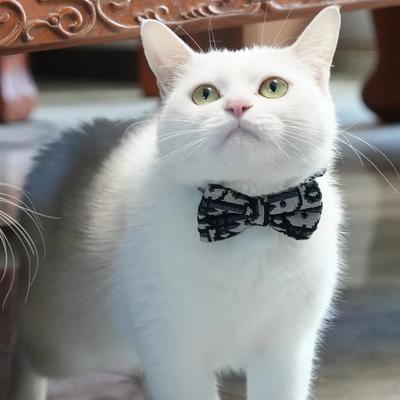 Katzen Leine Sachen Haustier Halsband Niedliche Accessoires Halsbänder Geschirre Leinen Kätzchen Kleintier Abnehmbares Geschirr Mode