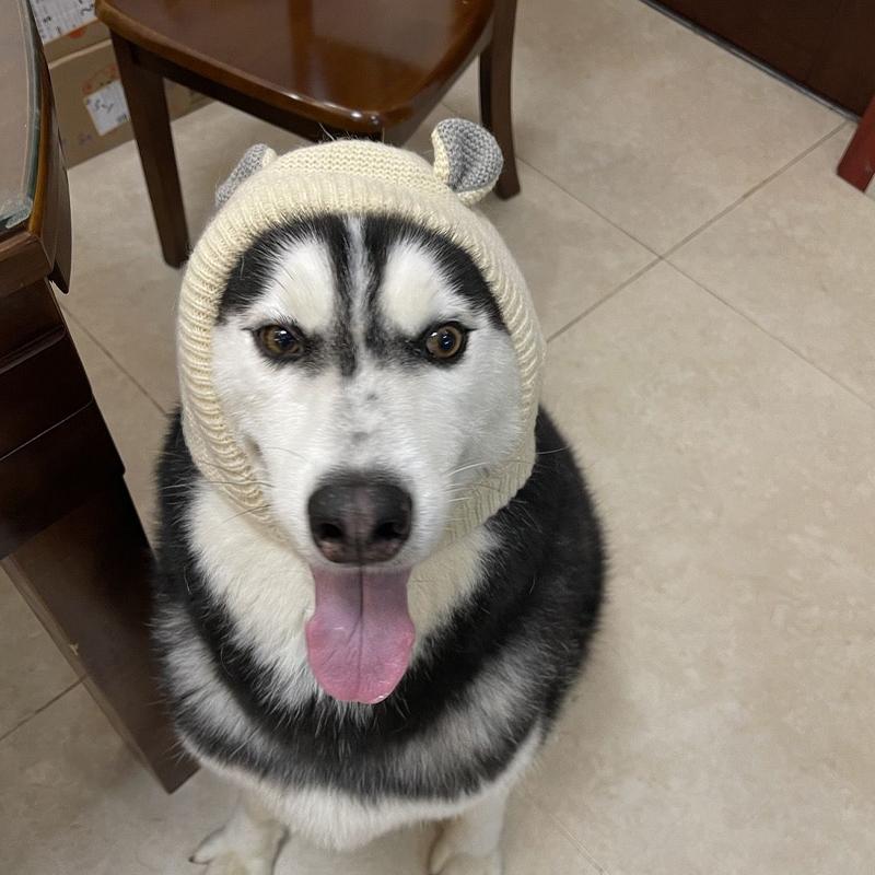 Pet Hat Winter Labrador Golden Retriever Funny Headgear Warm Cute Puppy Hat
