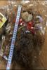 [USED] Cute Teddy Bear Plush Toy