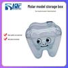 Tooth Molar Storage Box - Tooth-Shaped Organizer