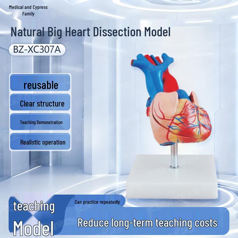 Yibaike Human Heart Anatomy Model