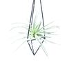 Metal Geometric Hanging Air Plant Holder Rack Air Pineapple Iron Hanging Support