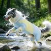 Cool Feeling Dog Sunscreen Costume Sun Protection Dog Summer Clothes  Insect Protection Season