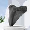 5 polegadas gigante megalodon dente fossilizado pré-histórico tubarão dentes escultura decoração para casa fóssil marinho bology ensino adereços