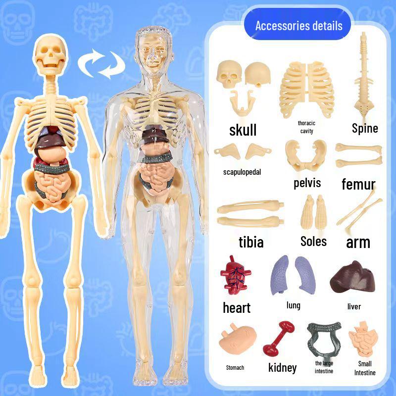Human Skeleton & Organs Model for Medical Teaching and Science Education
