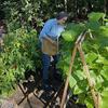 Wide Opening Garden Harvest Apron Large Capacity Vegetable Storage Bags Egg Collecting Pouch  Herbs