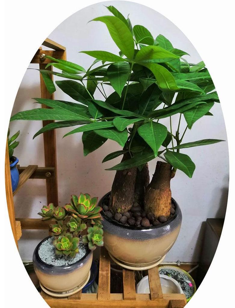 Breathable Ceramic Flower Pot with Tray for Gardenia and Succulents, Chinese Style, Large and Durable for Balcony Use.