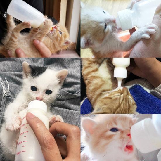 50ml, 120ml Cat Feeding Bottle Soft Head Leak-proof Removable No Odor Pet Kitten Dogs Feeding Bottle for Newborn Pet