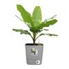 ELHO Pot De Fleur Carré Greensense Aqua Care - Ø 29,5 X H 30,2 Cm - 15 L - Vert Jungle