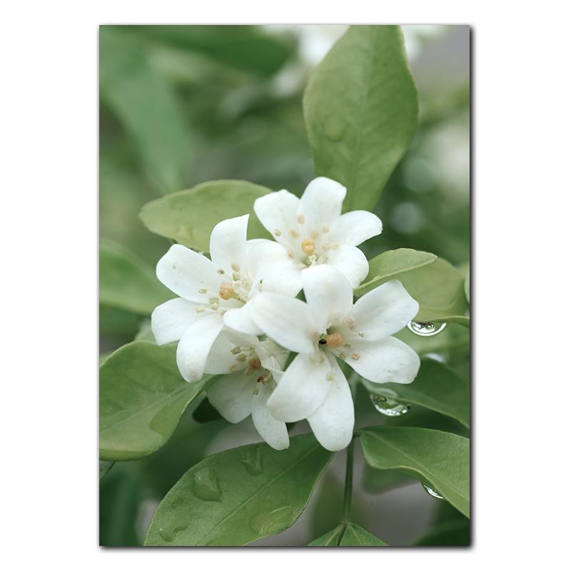 

Весенние цветы тюльпаны лимон природа постеры принты джунгли олень велосипед настенные картины холст картины скандинавский домашний декор комнаты 30X40cm No Frame