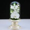 Kunst für Jahreszeiten Buddhistische Blumen (Weiße Mini-Phalaenopsis-Orchidee Mini-Glas Konservierte Blumen)
