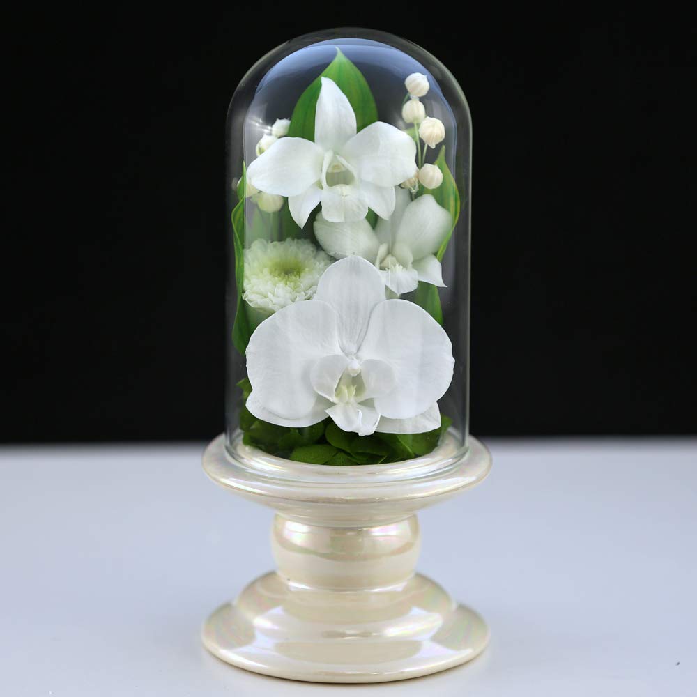 Art for Seasons Buddhist Flowers (White Mini Phalaenopsis Orchid Mini Glass Preserved Flowers)