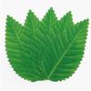 200Pcs/Bag Artificial Green Leaf Reusable Colorfast Vibrant Color Simulation Sushi Decoration Leaf Kitchen Accessories