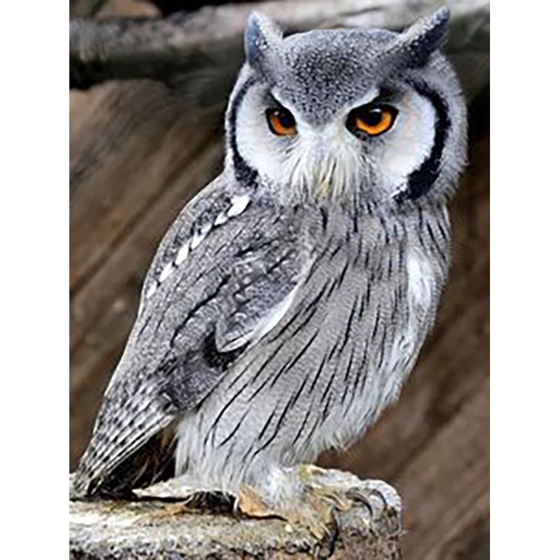 DIY Eagle 5D Diamentowe Malowanie Pełne Okrągłe Wiercenie Diamentowe Haftowanie Krzyżykowy Zestaw Do Rzemiosła Zwierzęce Kryształki Ręcznie Robione Sztuka Prezent