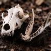 Frog Skeleton Ornament, Outdoor Patio Desktop Decor, Resin Carved Realistic Bone Texture Halloween Figure