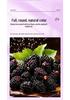 North Tongnei Ting Shangyong 220g Wash-Free Dried Mulberry Tea - No Fumigation, No Boiling Needed, Genuine Product