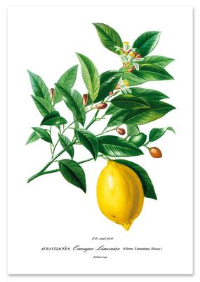Poster Plant Lemon Fruit