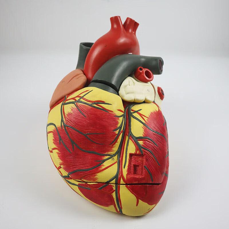 Hongyan 4X Detachable Human Heart Model