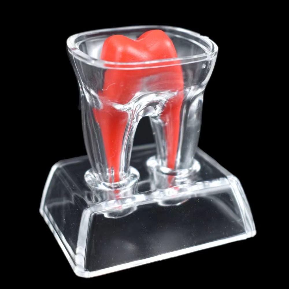 With Base Decomposable Dental Teeth Model Tooth Disintegration Ornaments  Practice Studying Tool