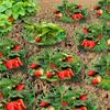 30pcs Durable Green Plastic Strawberry Plant Support Stands | Gardening Trellises for Safe and Healthy Strawberry Development | Home Gardening