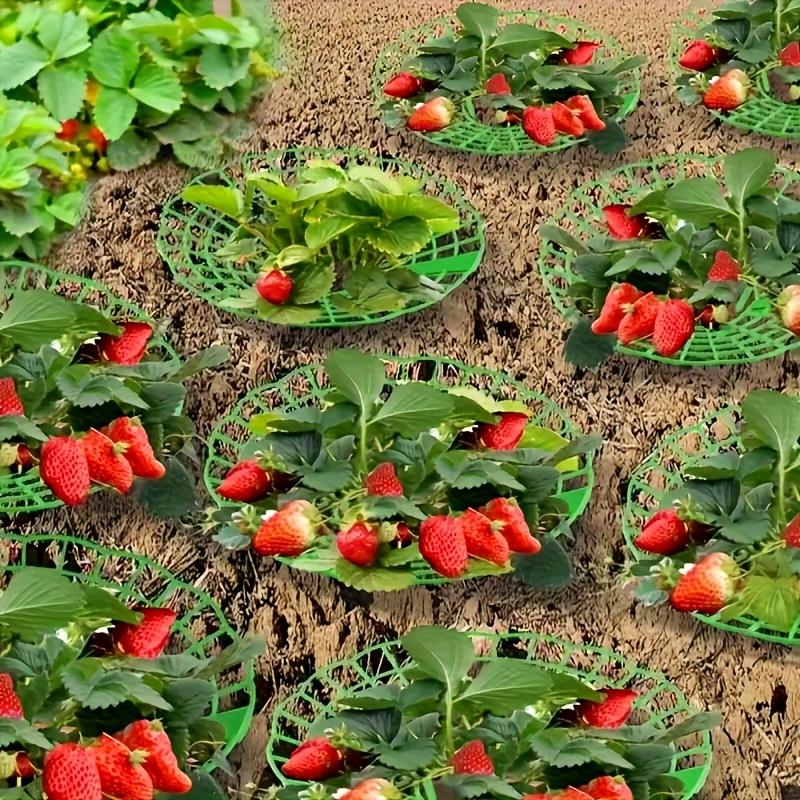 30pcs Durable Green Plastic Strawberry Plant Support Stands | Gardening Trellises for Safe and Healthy Strawberry Development | Home Gardening