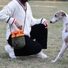 Dog Treat Pouch Puppy Training Treat Pouch Shoulder Bag Adjustable Snacks Holder Large Capacity Design For Outdoor Animals