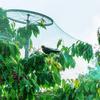 2*5m Anti Bird Protection Net Mesh Garden Plant Netting Fruit Trees And Birds Poultry Best Fenc P9Q8