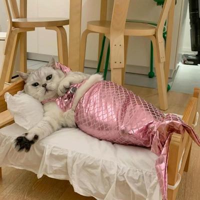 Kedi – Kediler için giyim