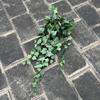 1Pc Simulation 25.6-inch Hand-feel Ivy Sweet Potato Leaf Vine Wall Hanging