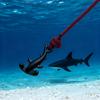 New Marine Animal Lovers Shark Bracelet For Men Sliding Adjustable 7 Colors Grade A 3mm Thin String Braslet Pulseria Hombre