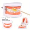 1PC Simulation Tooth Mold - Education Intelligent Teeth Brushing Props Simulate Real Life Body Art Model